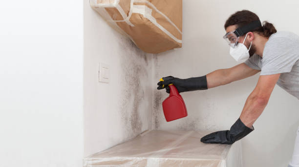Professional Basement Mold Remediation technician working in Thonotosassa, FL