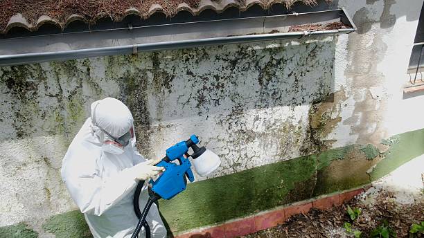 Top rated local Basement Mold Remediation specialists in Thonotosassa, FL